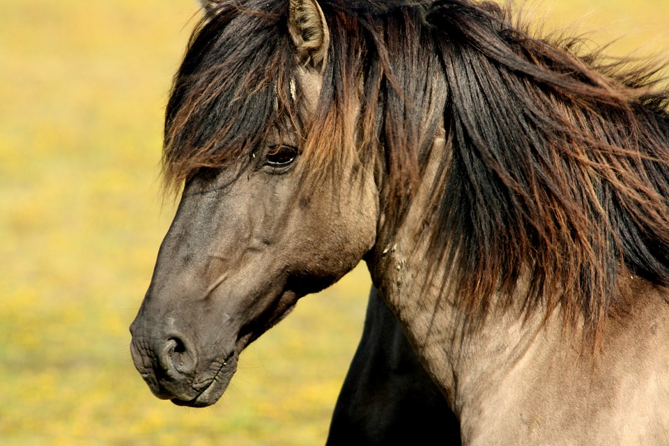 Einzelnes Pferd