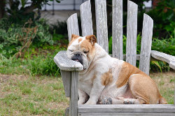 Hund entspannt in seiner Umgebung